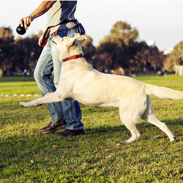 Dog playing in park